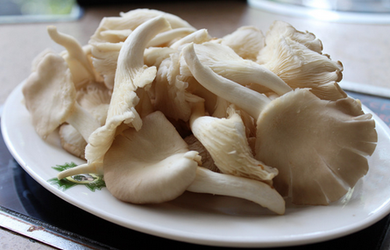 平菇 - Sense Foods